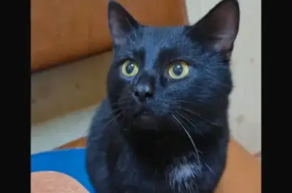 Пропала кошка Черныш, ул. Лапина 3, Нерехта
