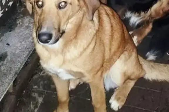 Собаки потеряшки, Московская область, фото: Потеряшка собака Лиса, Удино, МО