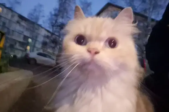 Найденные животные Петрозаводск, фото: Кошка найдена у Октябрьский пр., 30, Петрозаводск