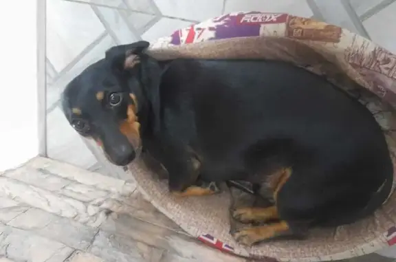 Собаки потеряшки, Республика Хакасия, фото: Потеряшка такса, Белый Яр, Хакасия