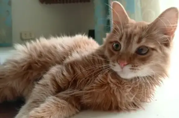 Пропала кошка, Серпухов, МО