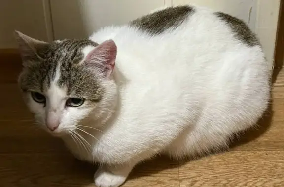 Найдена кошка, , фото: Кошка найдена: ул. Островского, 179Б