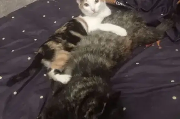 Пропала кошка, Рябикова 43, Ульяновск