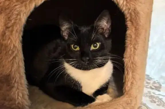 Пропала кошка Кузя, Ленина 31, Наро-Фоминск