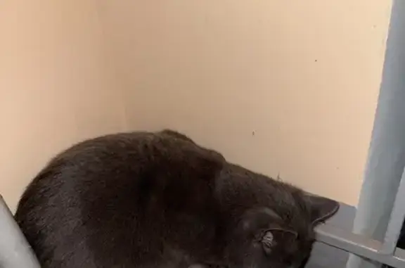 Серый кот найден, Тверская 7, Казань