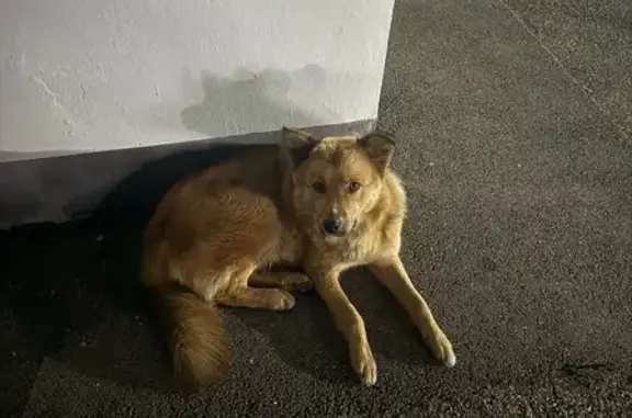 Найдена собака, Ставрополь, фото: Ставрополь: найдена рыжая собака, ул. Полеводческая