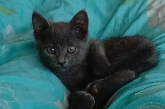 Пропала кошка, переулок Соединения, Миасс