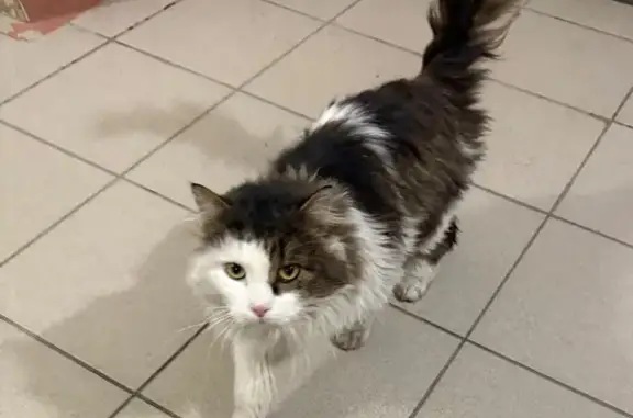 Найдена кошка, Томск, фото: Кошка найдена: пр. Мира 74/3, Томск