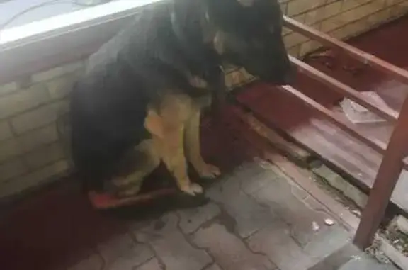 Найдена собака, Иркутск, фото: Найдена собака, Иркутск, Центр. ул. 8