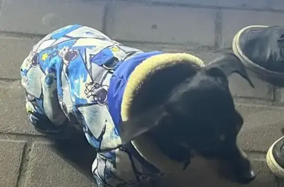 Найдена собака, проспект Мира, Липецк