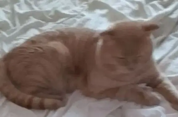 Пропала кошка, Гайдара 27, Сургут