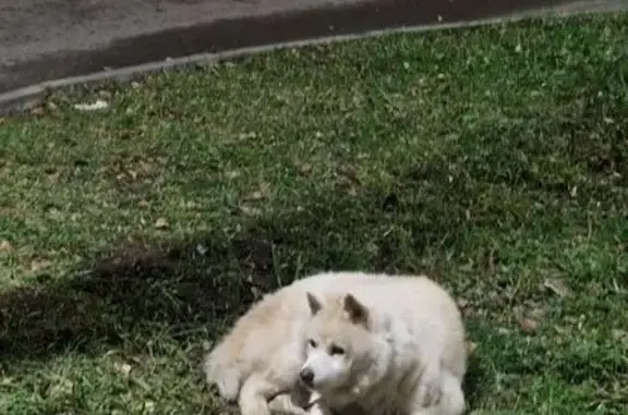 Найдена собака, ул. Маршала Чуйкова, 59