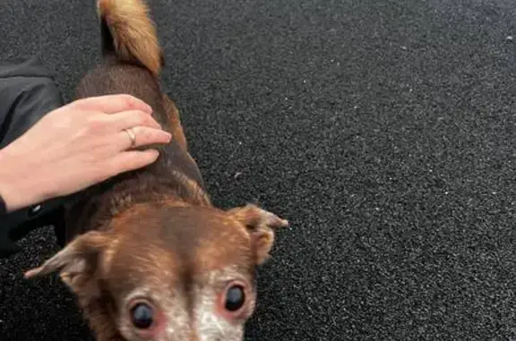 Найдена собака, Калининград, фото: Собака без ошейника у Музейного моста