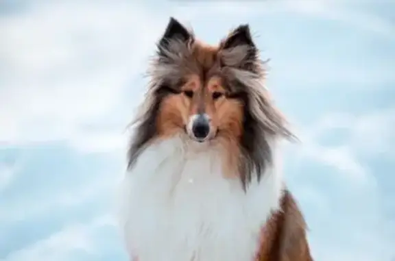 Собаки потеряшки, , фото: Потеряшка собака, ул. 60 лет Октября, Нижневартовск