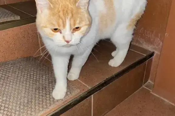 Найдена кошка, Саратов, фото: Кошка найдена на Большой Затонской, Саратов