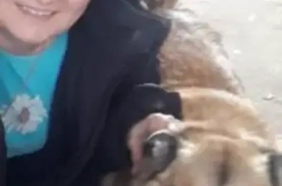 Пропала собака: Оросительная ул, 1, Волгоград