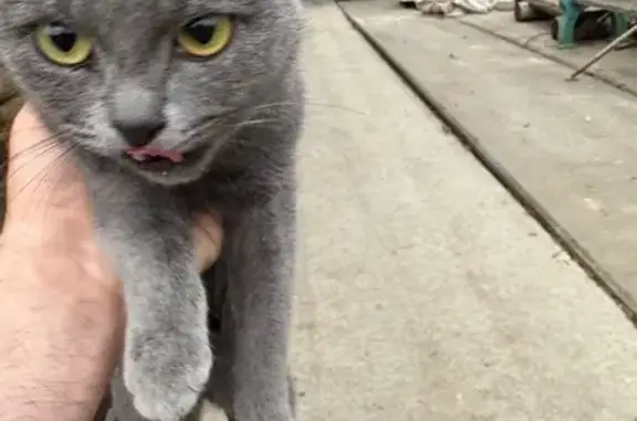 Найдена кошка, Московская область, фото: Кошка найдена в Быково, МО