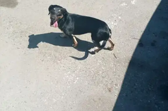 Собаки потеряшки, Воскресенск, фото: Потеряшка собака, Железнодорожная, Воскресенск