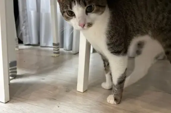 Найдена кошка, Рязань, фото: Кошка найдена: Быстрецкая 22, Рязань