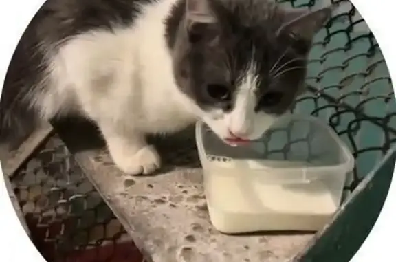 Кошка найдена: ул. Маршала Чуйкова, 93