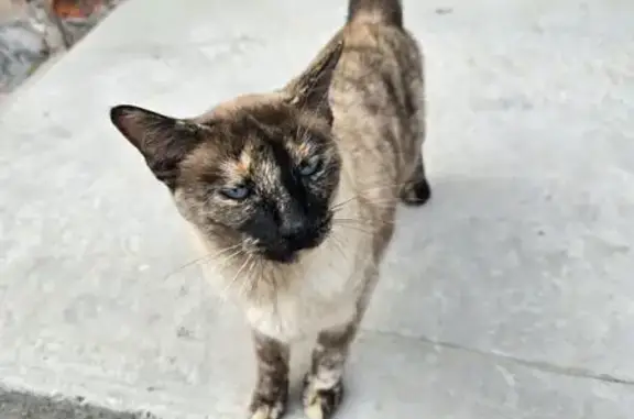 Найдена кошка, Ростов-на-Дону, фото: Кошка найдена, Белорусская 135/34, Ростов