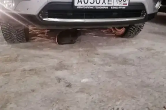 Найдена кошка, Сургут, фото: Кошка найдена у ТЦ Пушкинский, Пушкина 9