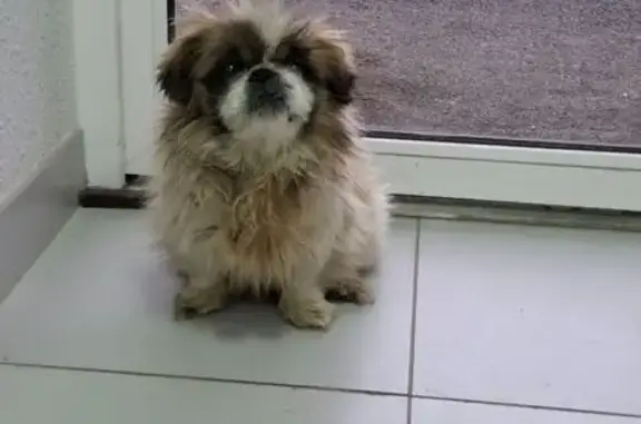 Найдена собака, Саратовская область, фото: Собака найдена: Колотилова 100, Энгельс