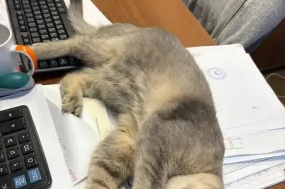 Кошка найдена на ул. Войкова, Москва