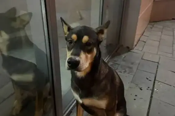 Найдена собака, Иркутск, фото: Найдена собака, Депутатская 53, Иркутск