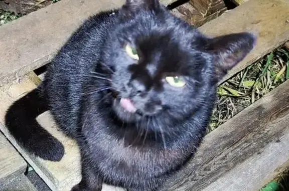 Найдена кошка, Брянская область, фото: Найдена кошка, Стекляннорадицкое СП