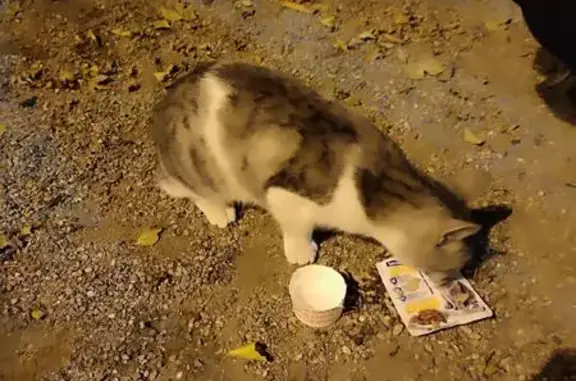 Найдена кошка, Краснодар, фото: Кошка найдена на Зиповской, 48, Краснодар
