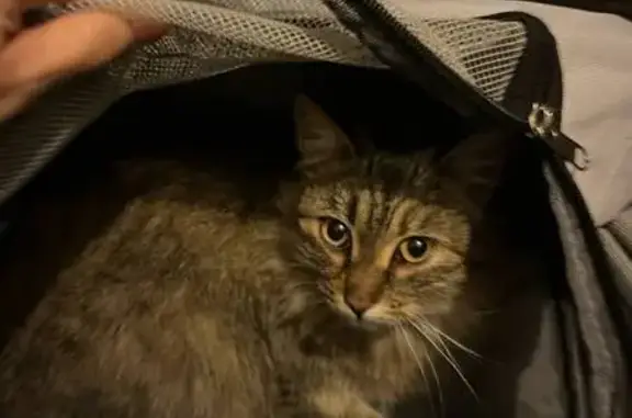 Найдена кошка, Омск, фото: Кошка найдена: бульвар Победы, 2, Омск