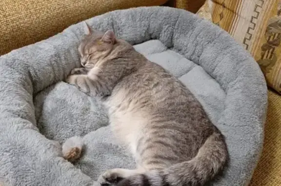 Кошки потеряшки, Барнаул, фото: Потеряшка кошка, Барнаул, А. Петрова 260