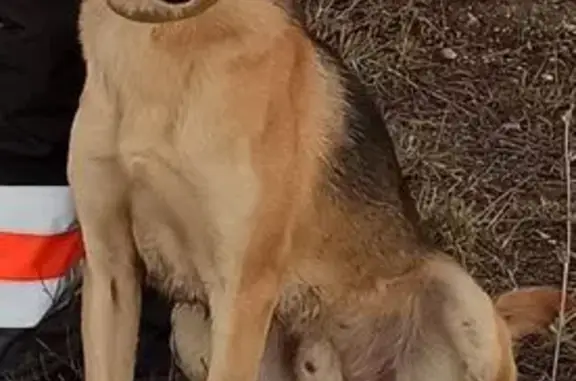 Пропала собака, Стегаловский с/с, 42К-232