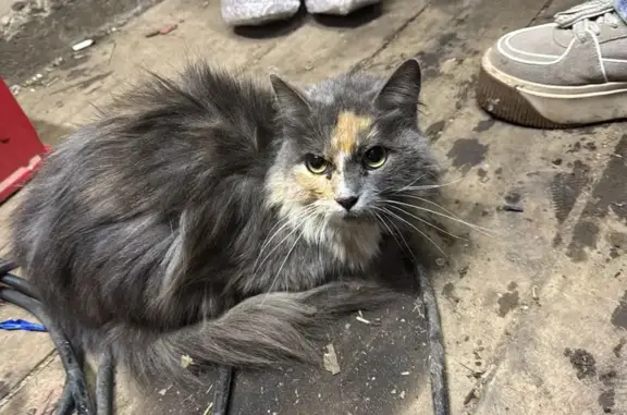 Найдена кошка, Мегет (ангарский), фото: Кошка найдена: Мегет, Весенняя 6