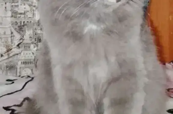 Пропала кошка, ул. Раскольникова 96, Сарапул