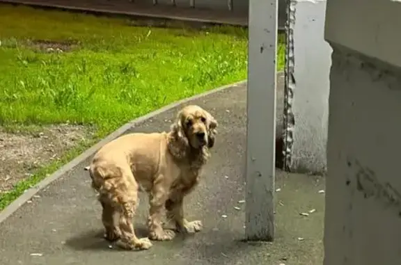 Собака у Технологического, Красная 135