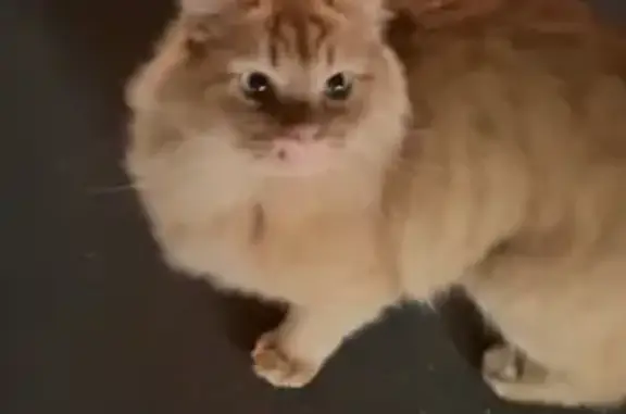 Найдена кошка, Москва, фото: Кошка найдена: Вучетича, 22, Москва