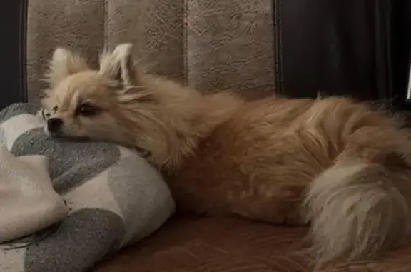 Собаки потеряшки, Щербинка, фото: Потеряшка собака, Щербинка, ул. Барышевская Роща, 2