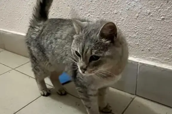 Найдена кошка, Верхняя Пышма, фото: Кошка найдена: ул. Огнеупорщиков, 12