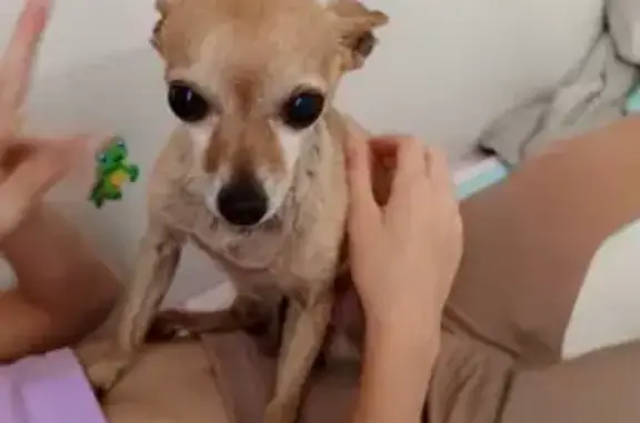 Пропала собака, Комсомольская 97, Гуково