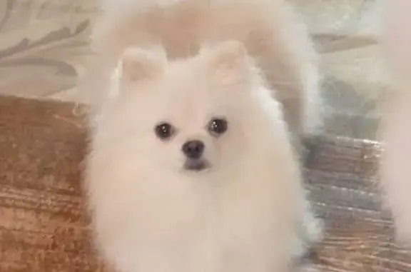 Собаки потеряшки, Берёзовский, фото: Потеряшка собака в Берёзовском, Западная 2а