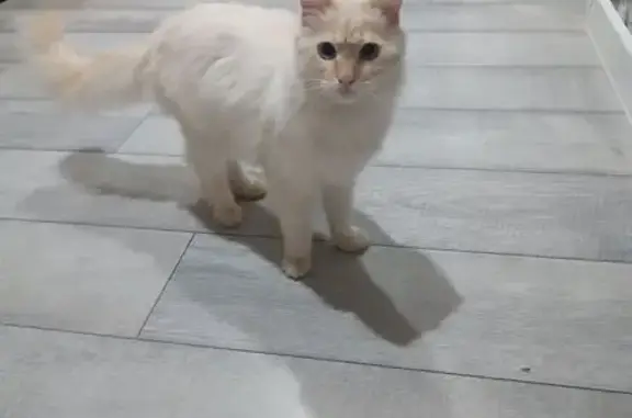 Пропала кошка, Жемчужная 8, Могилёв