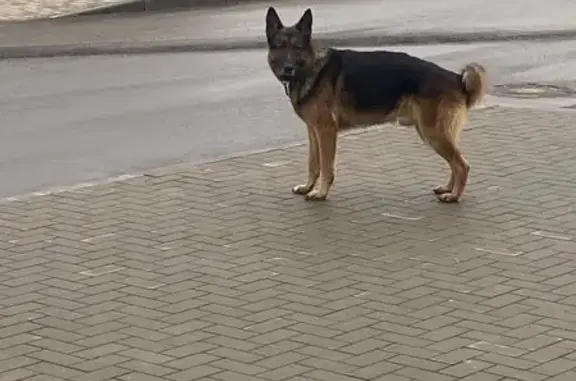 Собака найдена в Цветах Башкирии, Уфа