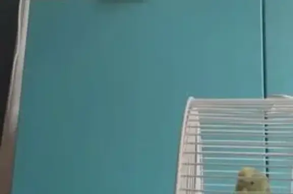 Пропал попугай, Галерная 57, С...