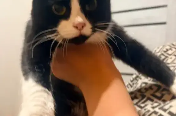 Кошка найдена, Урожайная 43, Курган