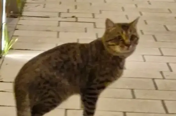 Кошка у Планеты Фитнес, Хади Такташа, 24