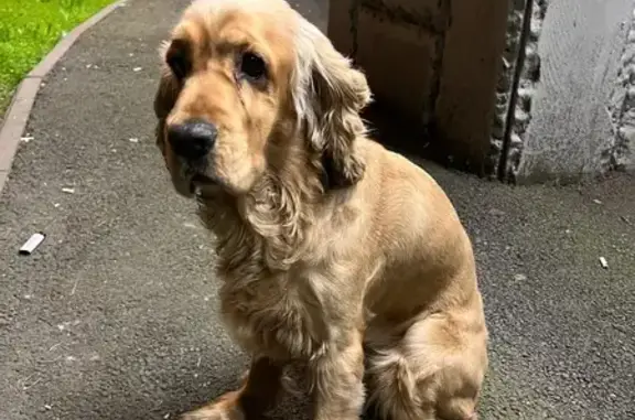 Найдена собака, Красная ул. 135, Краснодар