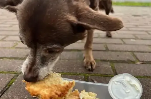 Найдена собака, Калининград, фото: Собака найдена: Курортная ул, 1, Калининград