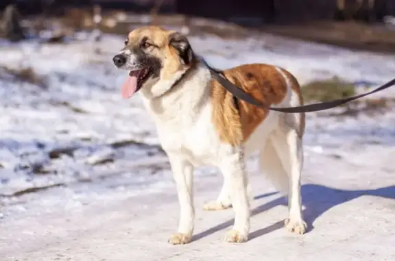Собаки потеряшки, , фото: Потеряшка собака в Полтево, СНТ Малиновка-1